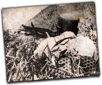GFX_report_event_PRC_new_fourth_army_incident