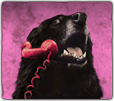 GFX_decision_cat_picture_PLACEHOLDER