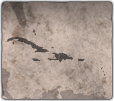 GFX_decision_cat_picture_generic_unified_antilles